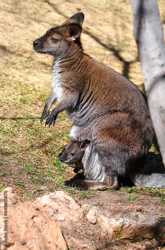 View of a furry Australian wallaby mother with a baby joey in her pouch View of a furry Australian wallaby mother with a baby joey in her pouch