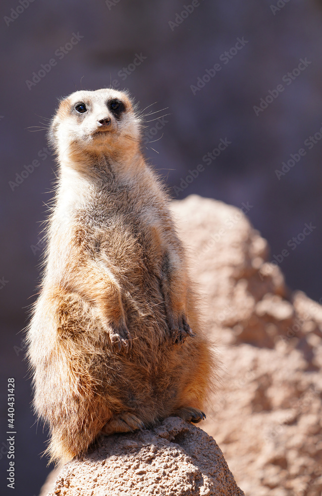View of a meerkat (suricate Suricata suricatta) standing up View of a meerkat (suricate Suricata suricatta) standing up