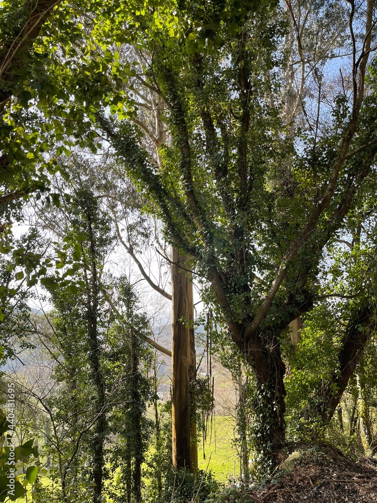 Fototapeta premium trees in the forest