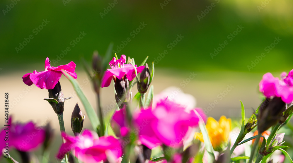 close up shot of farmer orchid - Shizanthus placed in wonderful garden arrangement on a beautiful summer day, selected focus with blurry background. large format wallpaper size. close up shot of farmer orchid - Shizanthus placed in wonderful garden arrangement on a beautiful summer day, selected focus with blurry background. large format wallpaper size.