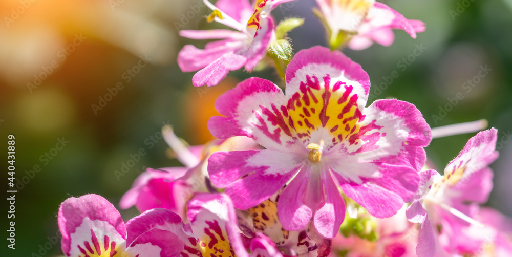 close up shot of farmer orchid - Shizanthus placed in wonderful garden arrangement on a beautiful summer day, selected focus with blurry background. large format wallpaper size. close up shot of farmer orchid - Shizanthus placed in wonderful garden arrangement on a beautiful summer day, selected focus with blurry background. large format wallpaper size.