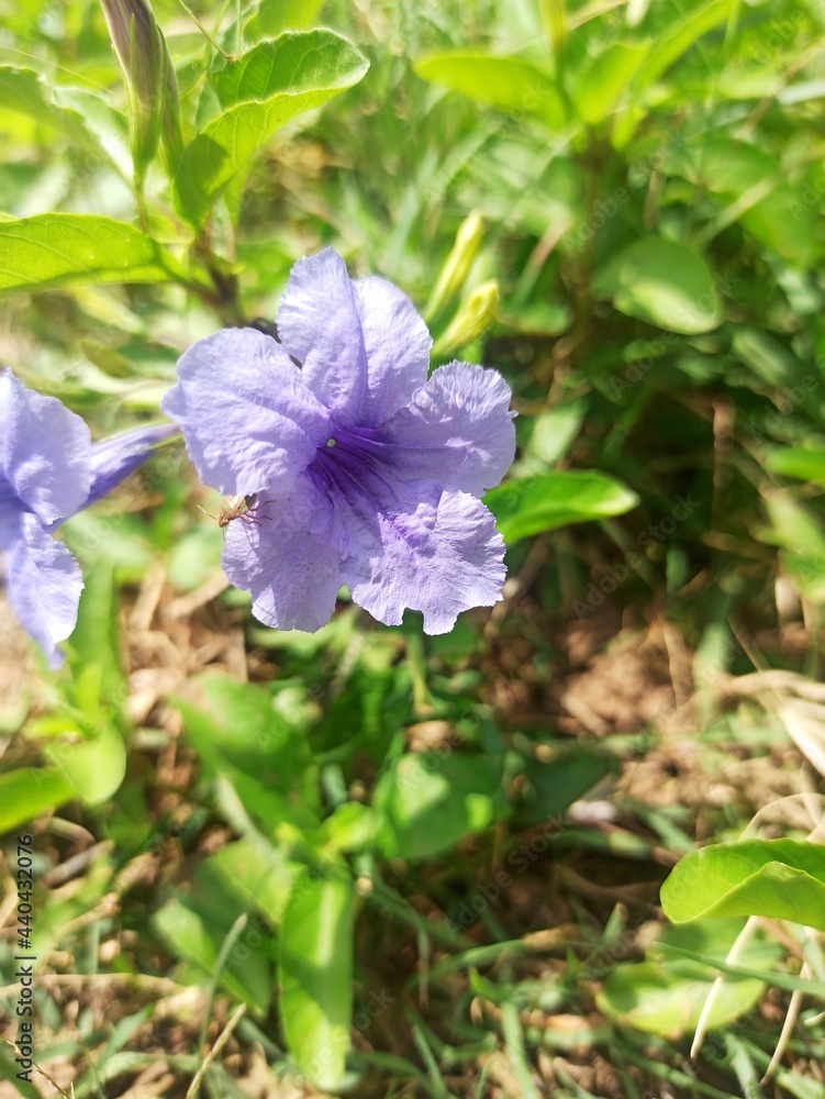 blue flowers in the garden blue flowers in the garden