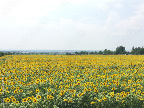 Sunflower field in full bloom in summer, Ono City, Hyogo Prefecture, Japan