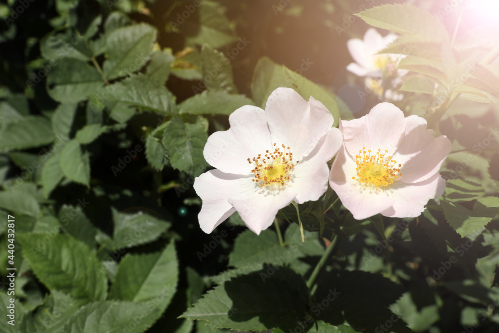 Beautiful blooming rose hip flowers on bush outdoors Beautiful blooming rose hip flowers on bush outdoors