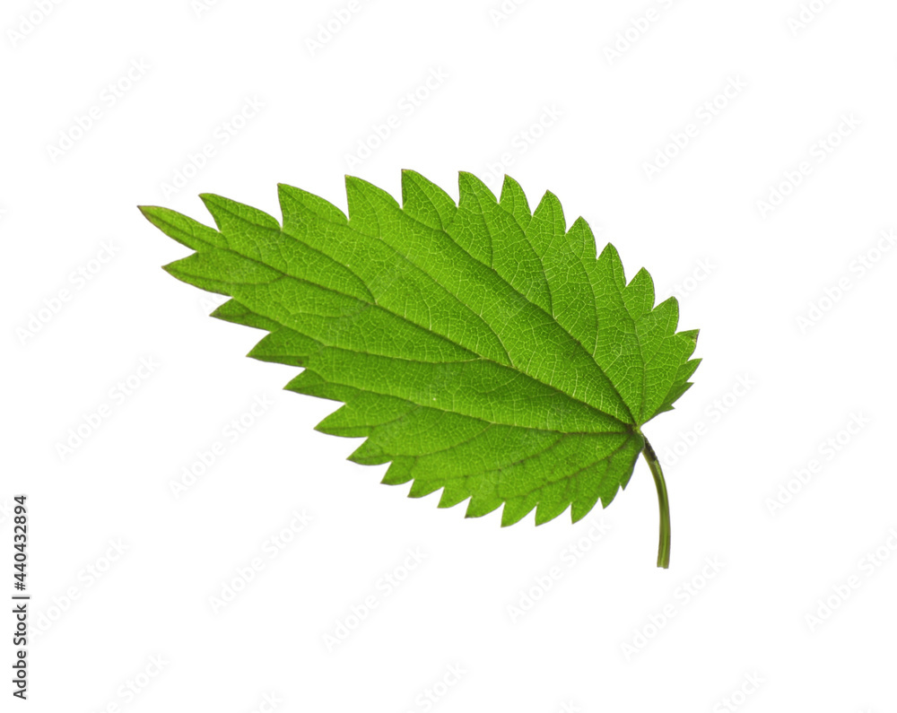 Leaf of stinging nettle isolated on white Leaf of stinging nettle isolated on white