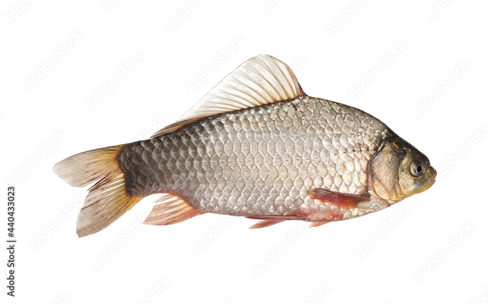 Fresh raw crucian carp isolated on white. River fish Fresh raw crucian carp isolated on white. River fish