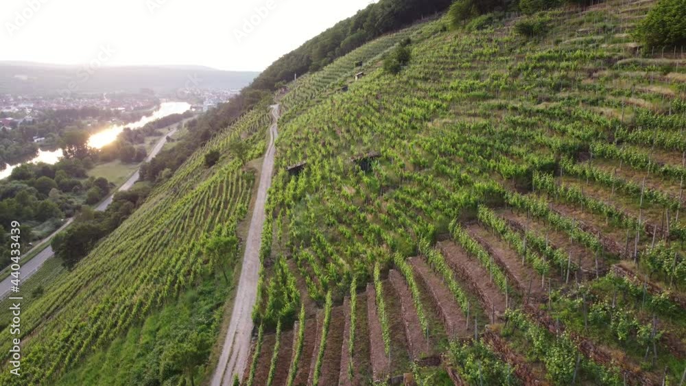 Drohnenaufnahme, Weinberg Erlenbach am Main