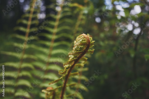Fern leaves close up. Wild fern in the forest.