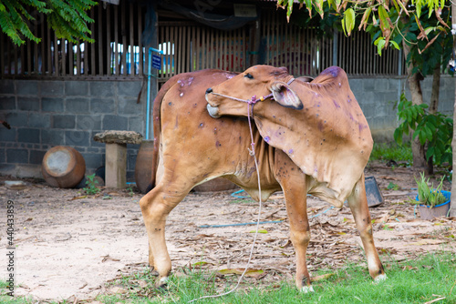 Fényképezés Cow close up suffering from Lumpy skin disease on mouth and body, in Thailand