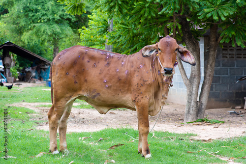 Cow close up suffering from Lumpy skin disease on mouth and body, in Thailand.