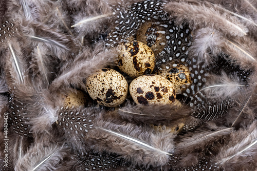Quail's nest with eggs covered with feathers, top view, close-up.
