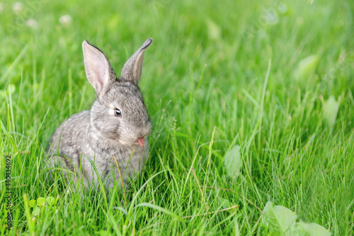 cute gray animal funny bunny on a background of green grass and clovers in the afternoon in summerr. High quality photo