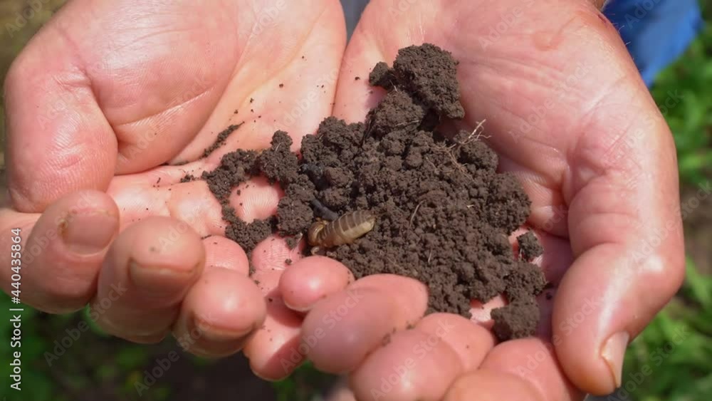in hands of a mole cricket - a major pest of the detachment of straight-winged in hands of a mole cricket - a major pest of the detachment of straight-winged