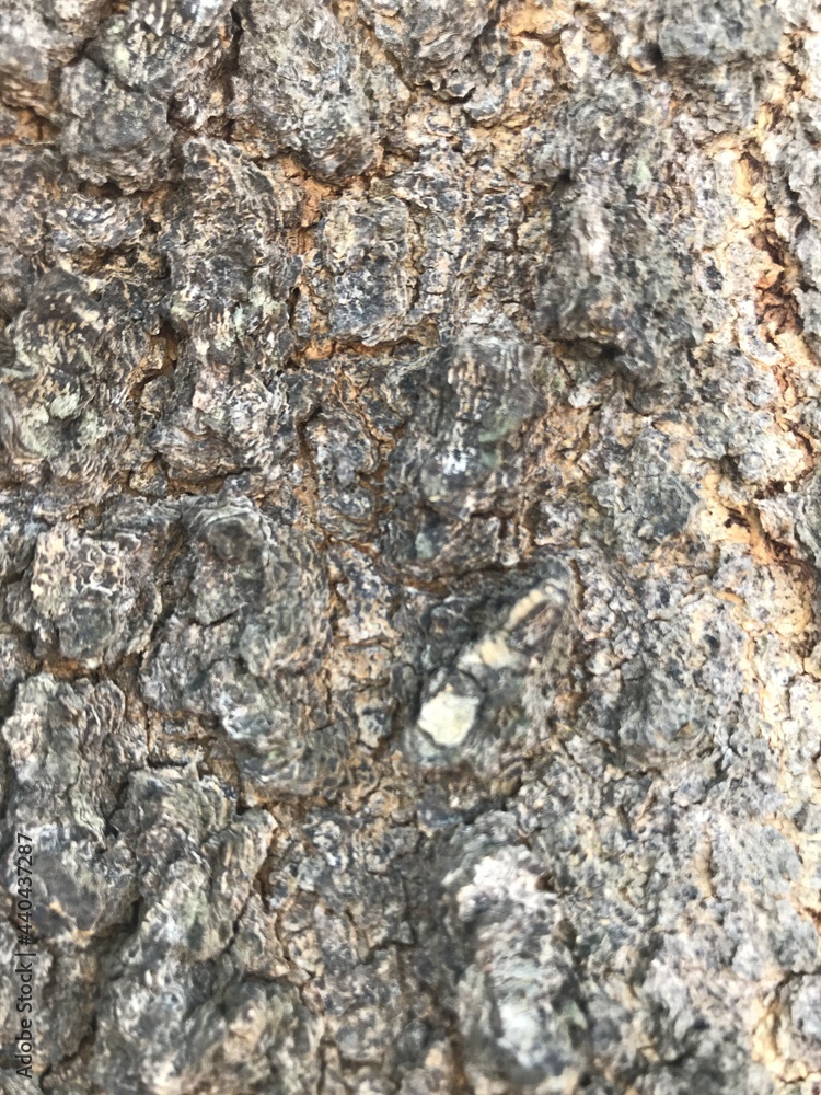 Old dry tree brown bark background and texture Old dry tree brown bark background and texture