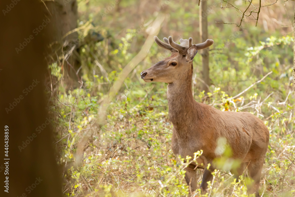 Jelen szlachetny Cervus elaphus