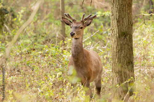 Fototapeta Naklejka Na Ścianę i Meble -  Jelen szlachetny Cervus elaphus