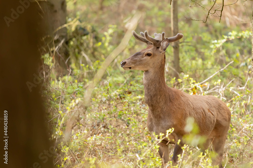 Fototapeta Naklejka Na Ścianę i Meble -  Jelen szlachetny Cervus elaphus