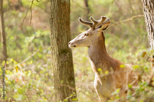 Fototapeta Naklejka Na Ścianę i Meble -  Jelen szlachetny Cervus elaphus