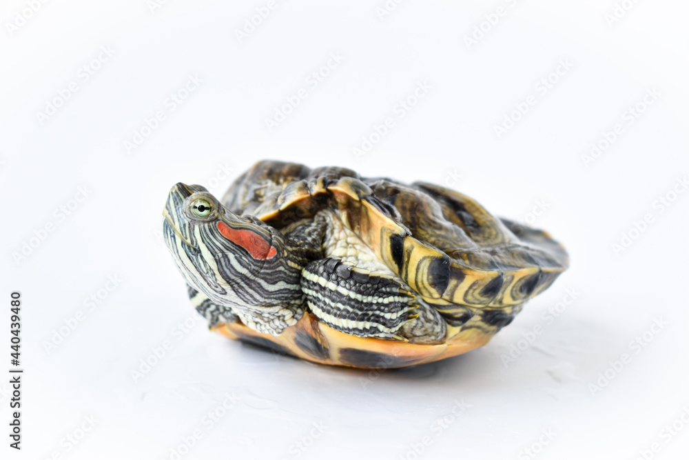 One red-eared turtle on a white background. World Turtle Day. May 23. Copy Space One red-eared turtle on a white background. World Turtle Day. May 23. Copy Space