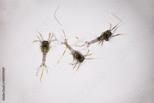 Closeup zoea stage of Vannamei shrimp in light microscope, Shrimp larvae under a microscope, Shrimp, White shrimp, Nauplius, zoea, Larvae. Background. photo