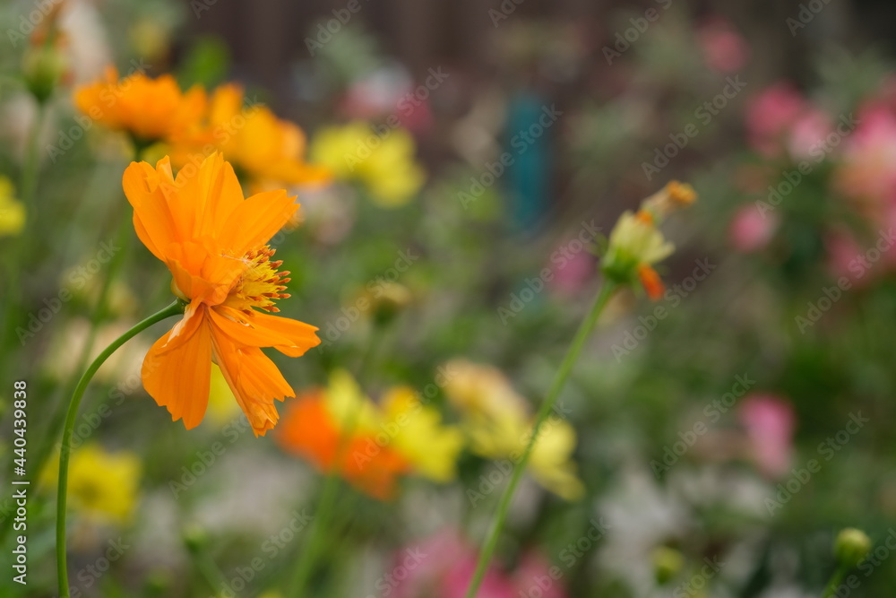 group of fresh yellow cosmos flower blooming in botany garden in summer season. group of fresh yellow cosmos flower blooming in botany garden in summer season.