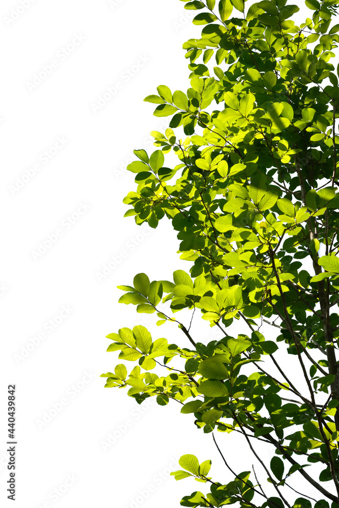 green tree branch isolated on white background, nature background green tree branch isolated on white background, nature background