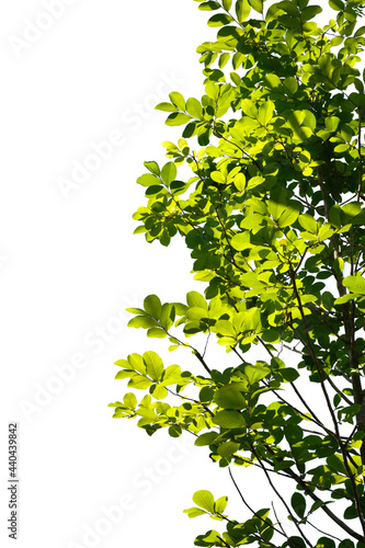 green tree branch isolated on white background, nature background