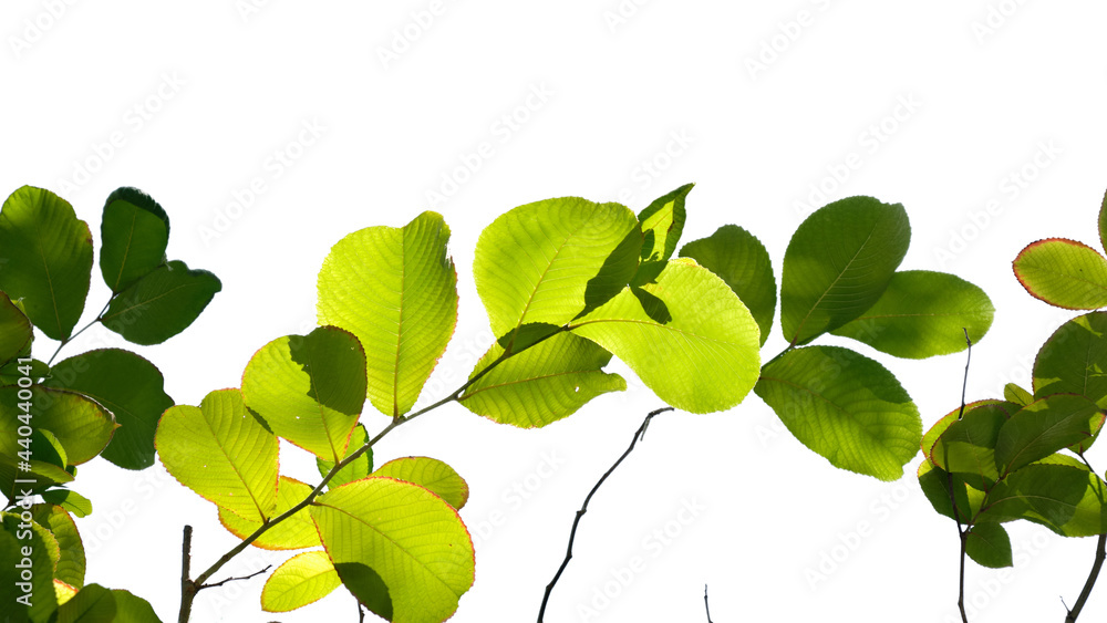 Fototapeta premium green tree branch isolated on white background, nature background