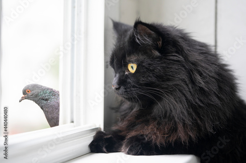 Funny black cat and pigeon look at each other through the window in summer.