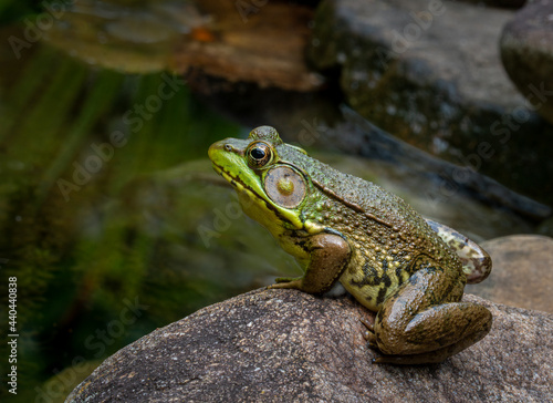 Green frog (Lithibates clamitans) on rock at edge of backyard pond in central Virginia, waiting for prey..