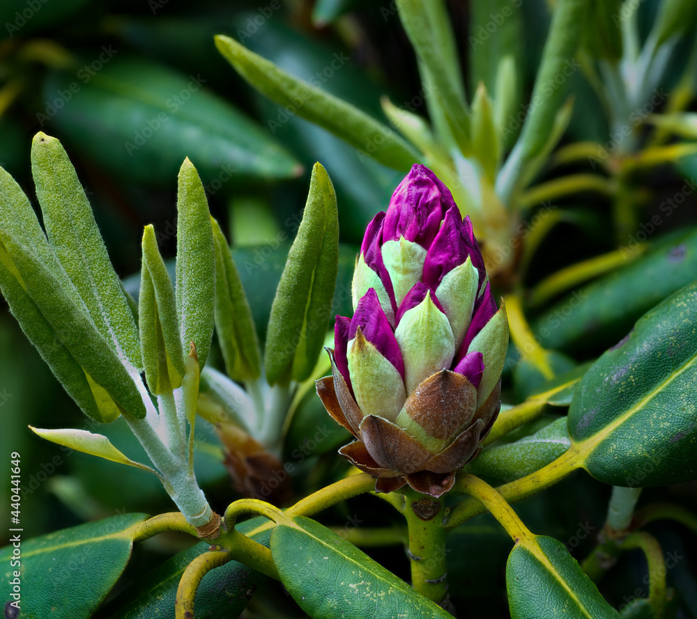 Emerging flowers and leaves catawba rhododendron (Rhododendron ...