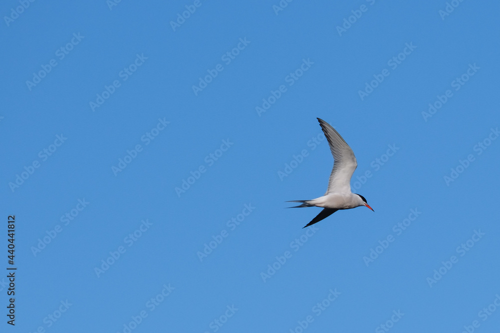 Obraz premium Common Tern Sterna hirundo), Lagar River, Belfast, Northern Ireland, UK