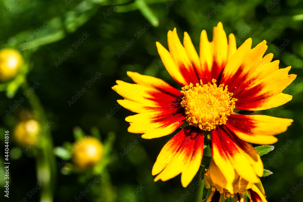 yellow flower in the garden yellow flower in the garden