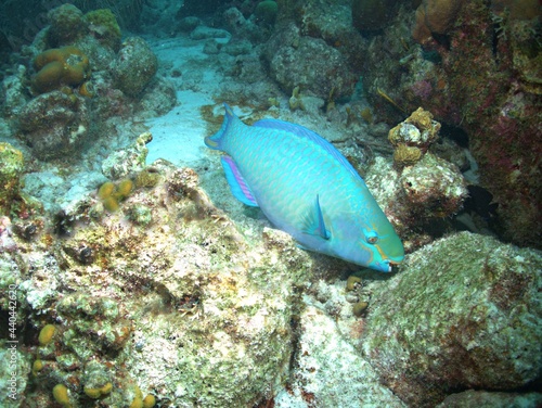Queen Parrotfish grazing on the Reef © Joseph M. Bowen