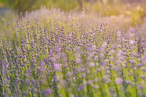 Amazing landscape with lavender field in the warm sunset light