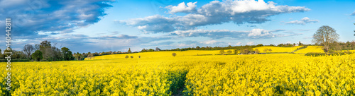 Rapeseed field panorama on sunny day. UK landscape