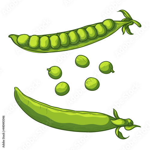 Green Peas, isolated on a white background. Vector illustration in cartoon style. 
