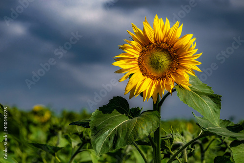 Beautiful sunflower on the summer field.