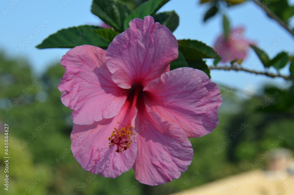 Obraz premium pink hibiscus flower