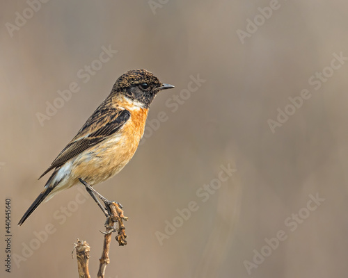 Stone Chat sitting on a plant