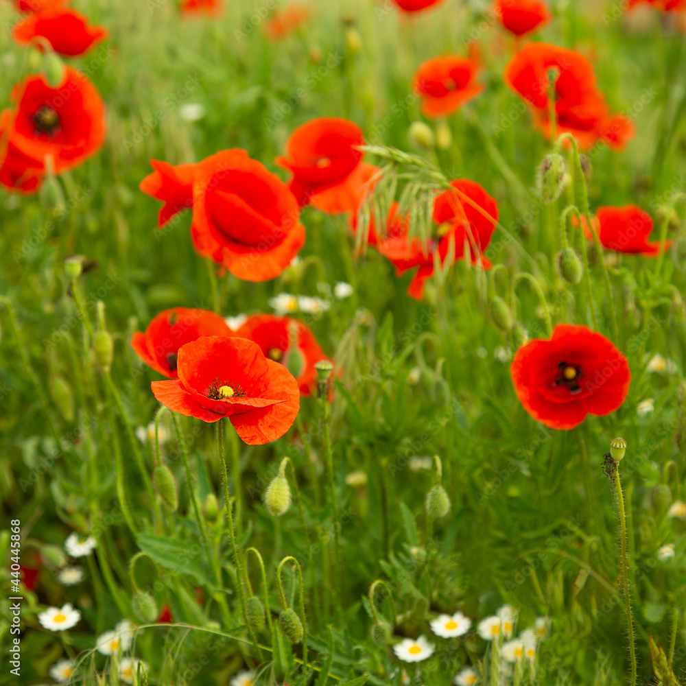 Many poppies bloom on the field Red poppies grow and bloom among the green grass Many poppies bloom on the field Red poppies grow and bloom among the green grass