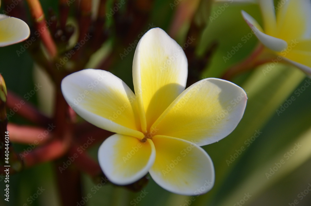 Obraz premium frangipani flower