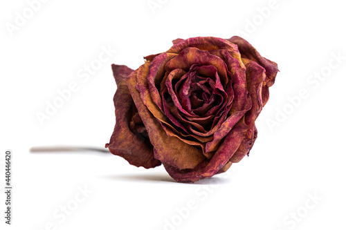 dried rose on white background