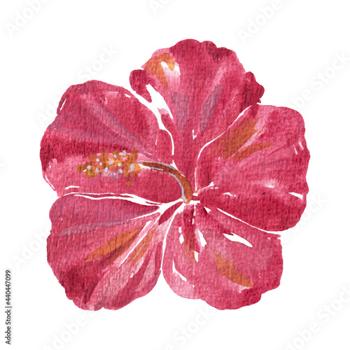 Watercolor of flower, Hibiscus and nature concept