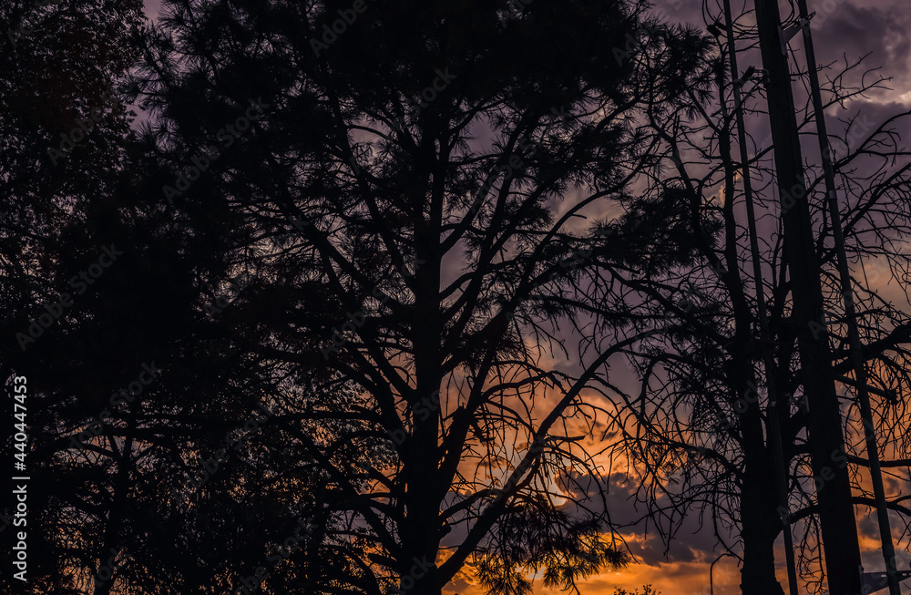 Setting Sun Through the Trees