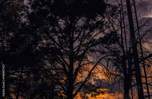 Setting Sun Through the Trees