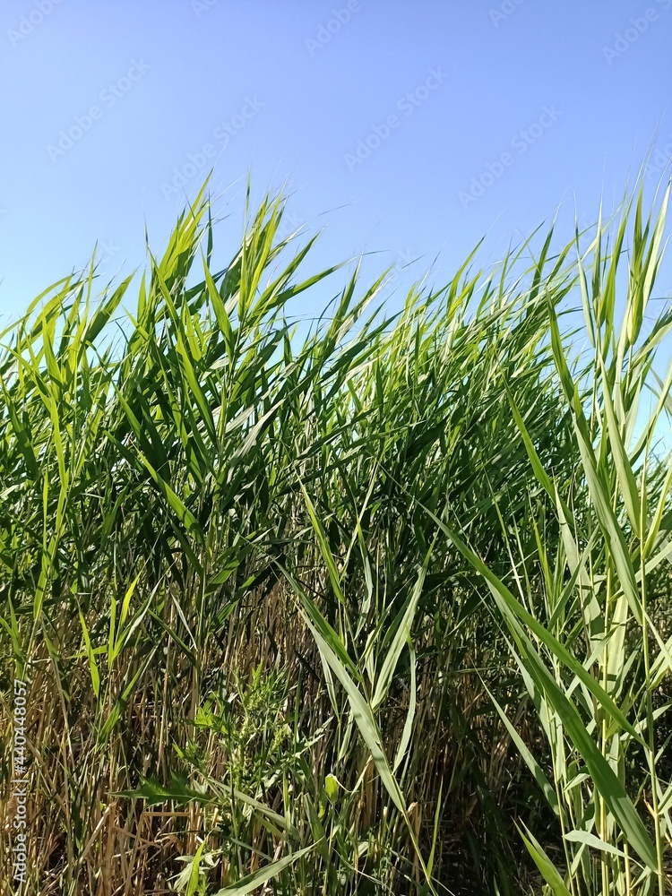 Green tall grass against the sky. Green tall grass against the sky.