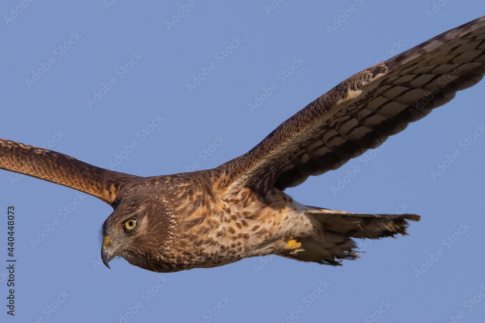 Obraz premium Extremely close view of a male hen harrier (Northern harrier) flying in beautiful light, seen in the wild in North California