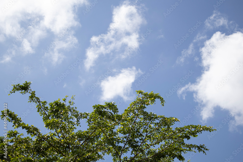 Obraz premium The top of the tree and the slightly cloudy blue sky can be seen from a village in Sabah, Malaysia.