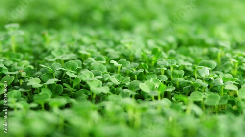 Sprout microgreens farming grow macro shot in greenhouse agriculture. 4k Ultra HD